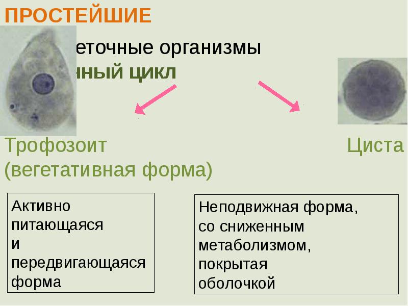 Медицинская протозоология презентация