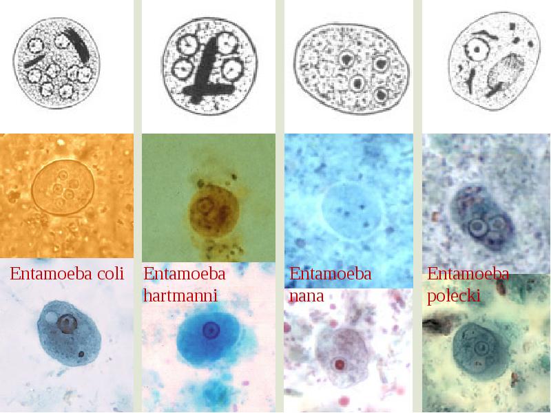 Медицинская протозоология презентация