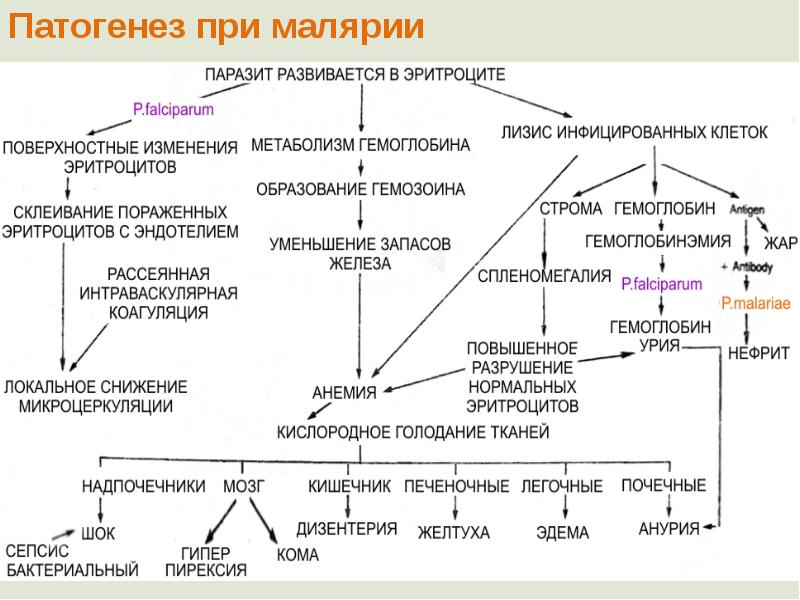 Медицинская протозоология презентация