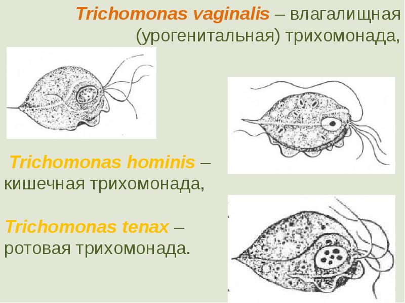 Кишечная трихомонада рисунок