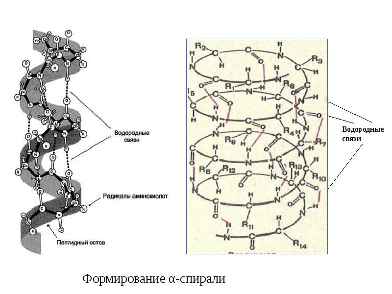 Обратная связь в коллективе осуществляется по схеме спираль