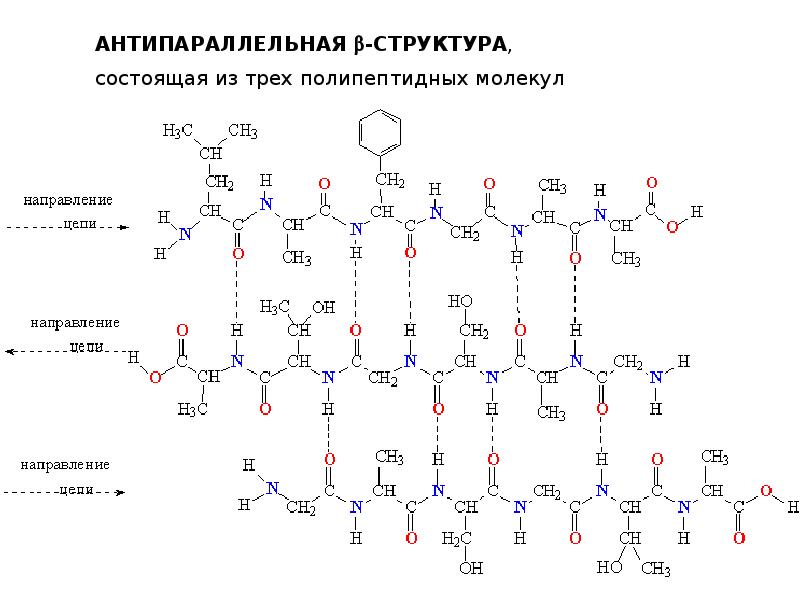 Фрагмент полипептидной цепи. Структура белков формула. Структурная формула белков. Структурная формула белка химия. Молекула белка формула.