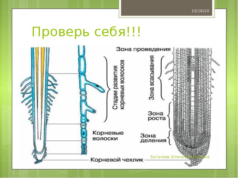 Соотнесите названия зон корня с точками на изображении