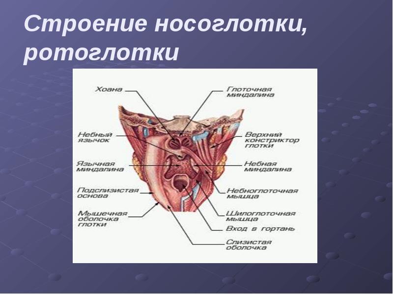 Строение носоглотки и ротоглотки человека фото и описание