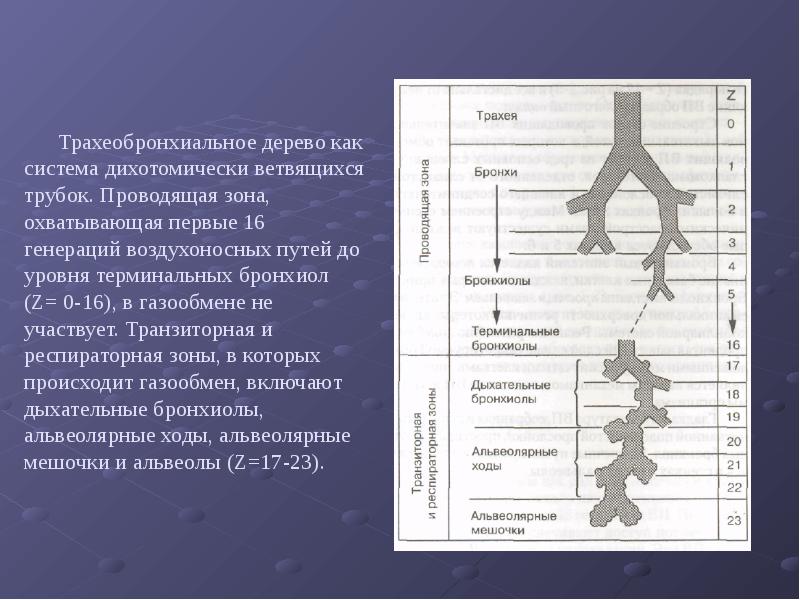 Воздухоносные пути по схеме вейбеля насчитывают порядка ов