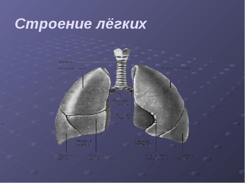 Легкие презентация. Строение легких фото. Строение легких с ребрами. Строение легкого презентация. Строение легких человека и животных.