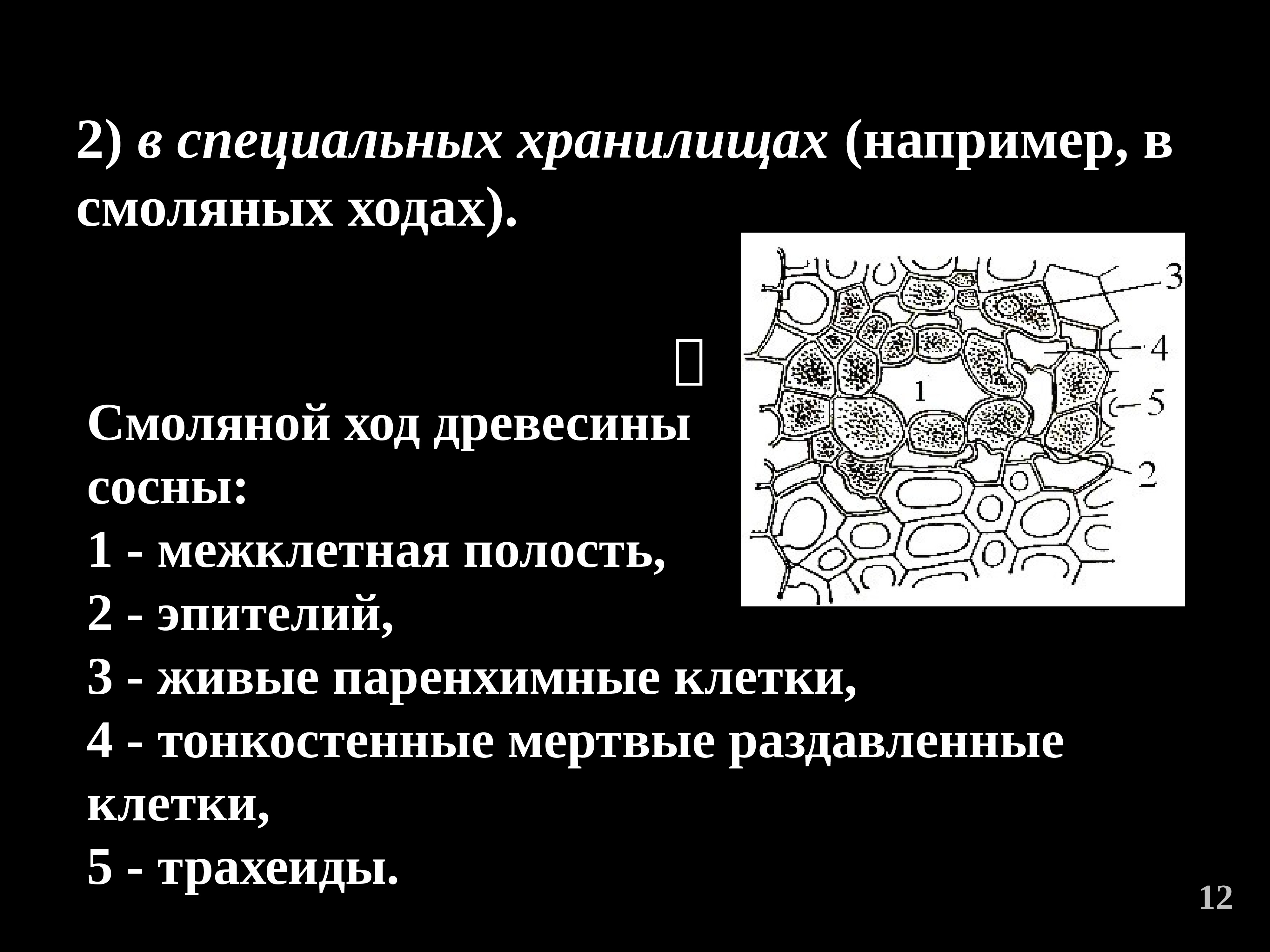 Выделенное соединение. Смоляные клетки. Смоляные ходы. Мертвые паренхимные клетки. Смоляной ход состоит из.