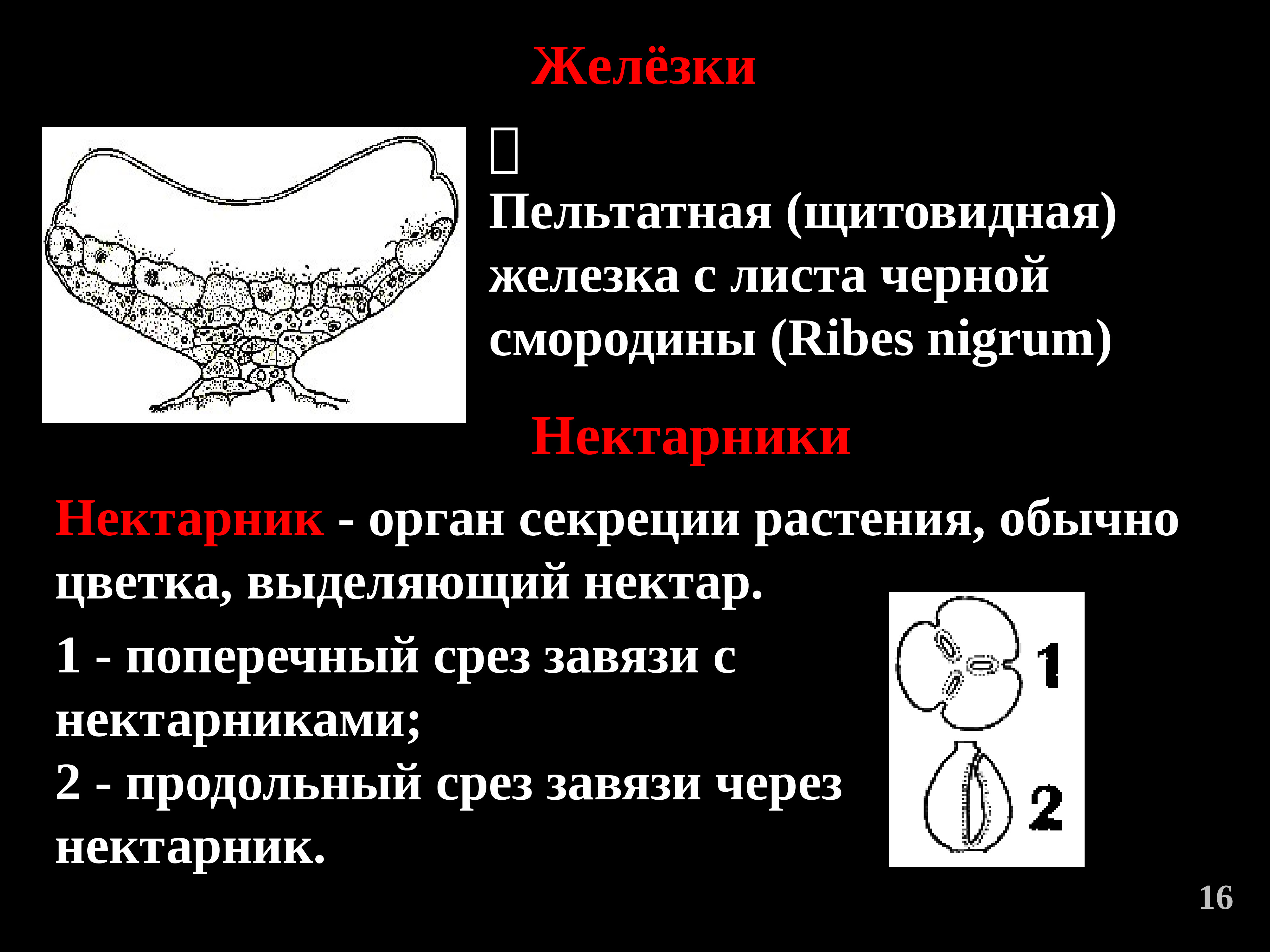 Лист железы. Железки у растений. Пельтатные железки. Строение железки растения. Железки листа.