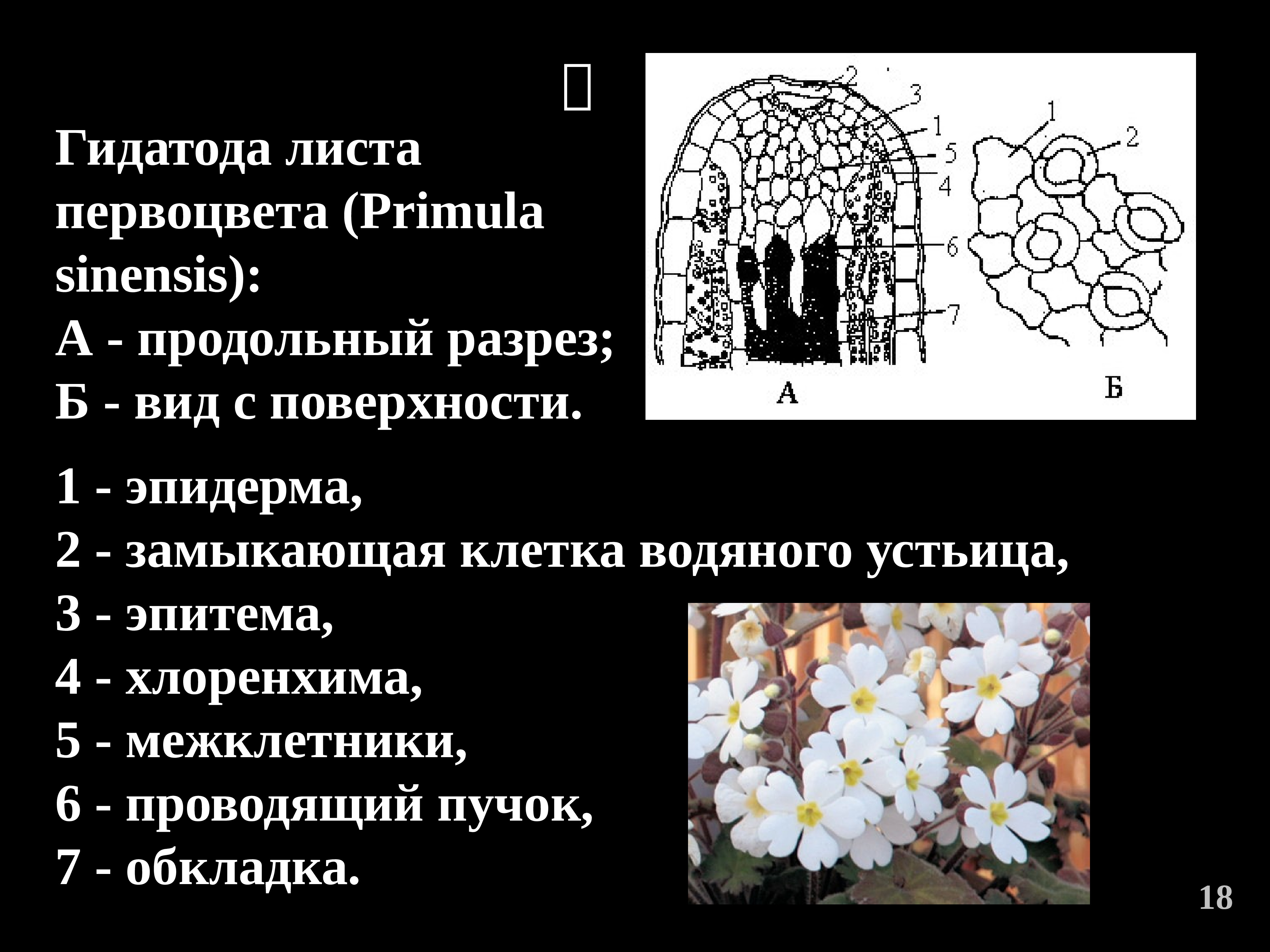 Выделение растений презентация