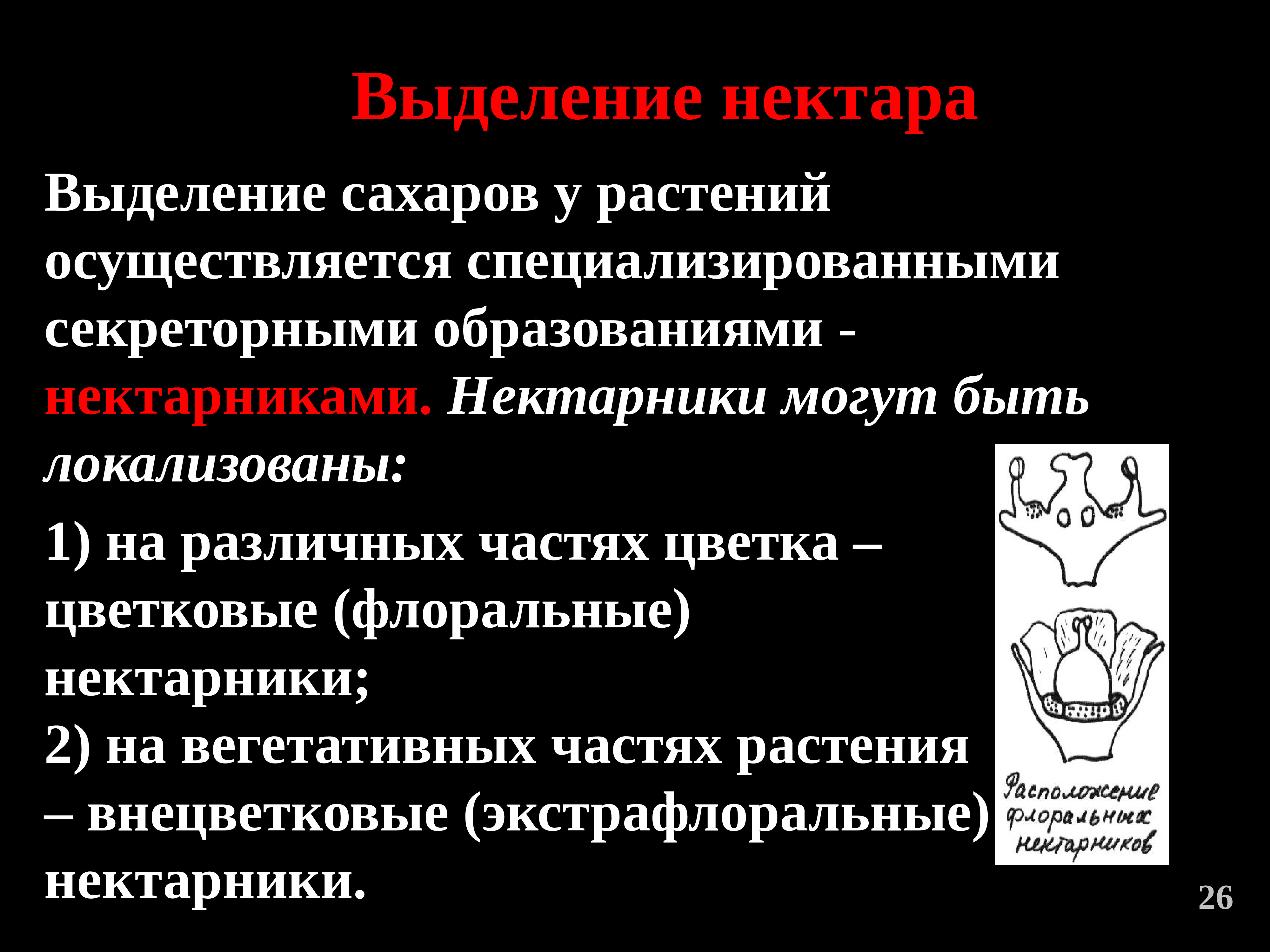 Особенности выделения у растений 7 класс. Выделение у растений осуществляется. Выделение сахара у растений. Выделение Сахаров у растений осуществляется. Выделения у растений . Выделения у растений.