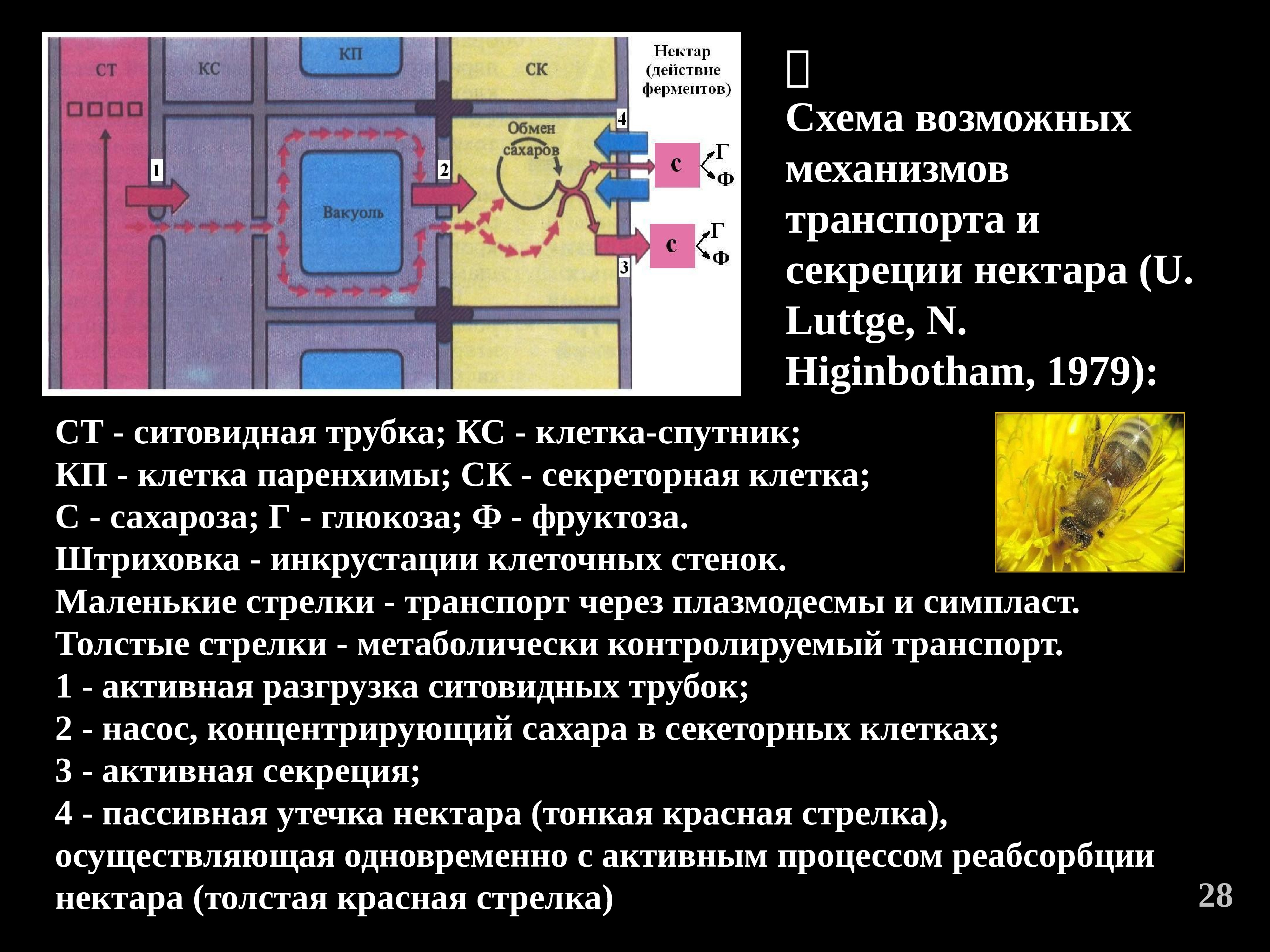 Клетка спутник. Инкрустирование клеточной стенки. Роль вакуоли в транспорте веществ по симпласту. Схема Костычева физиология растений. Фермент действующий на клеточную стенку чтобы прилипнуть.