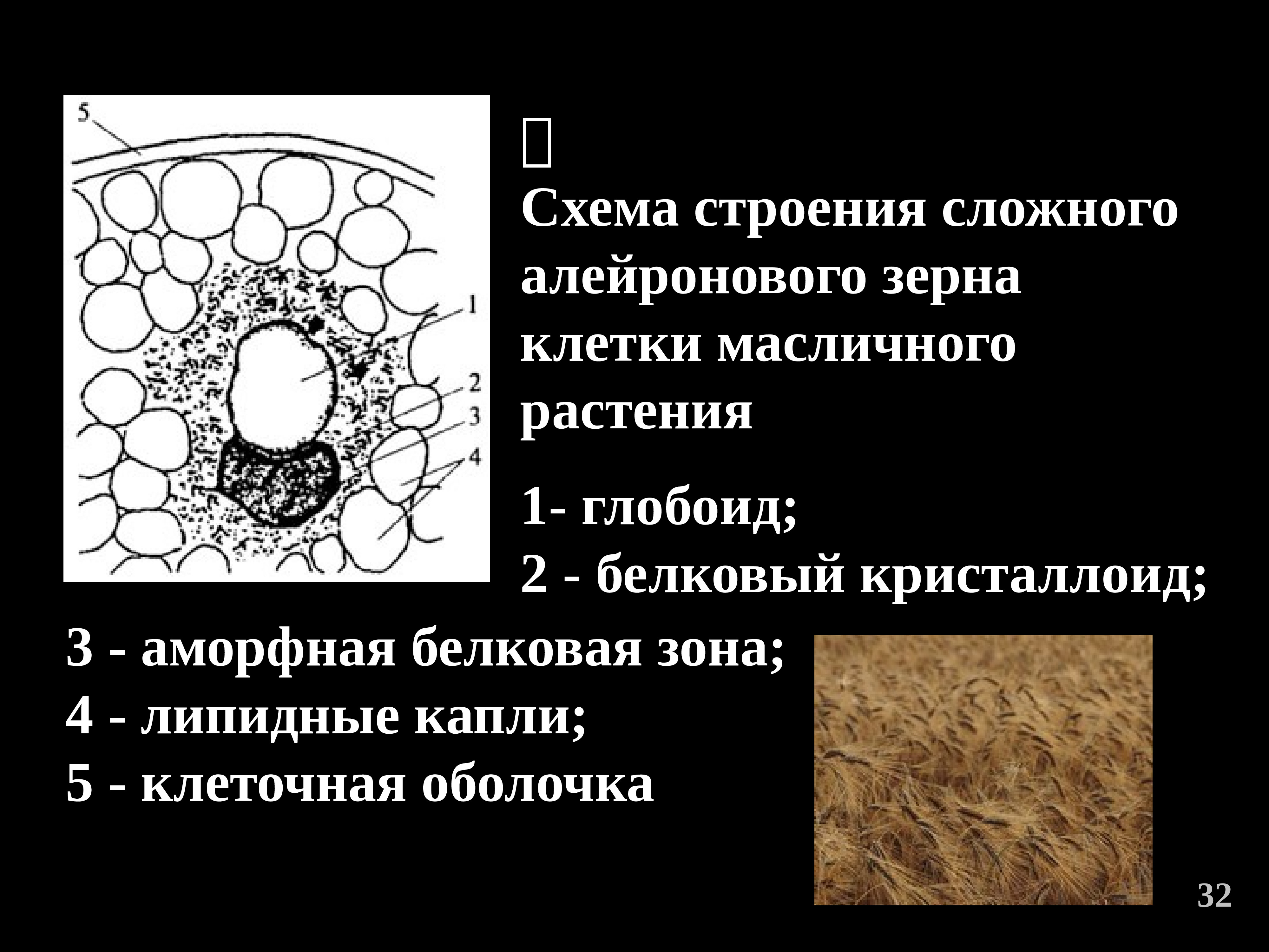 Сложные строения имеют. Алейроновые зерна строение. Алейроновые зерна микроскопия. Сложные алейроновые зерна. Простые алейроновые зерна.