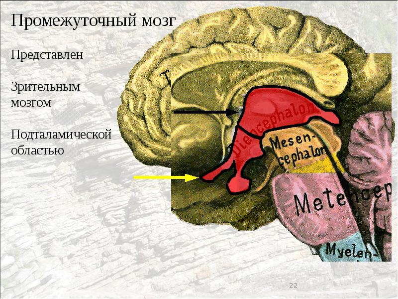 Серый мозг латынь. Промежуточный мозг представлен. Промежуточный мозг на латинском. Промежуточный мозг латынь. Промежуточный мозг по латински.