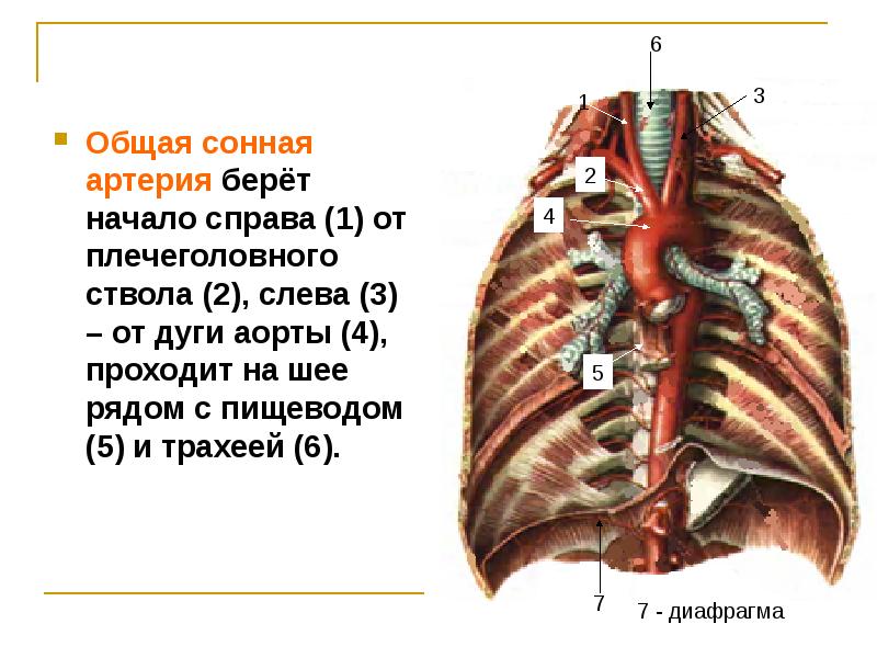 Плечеголовной ствол анатомия. Плечеголовной ствол аорты. Дуга аорты плечеголовной ствол. Ветви плечеголовного ствола.