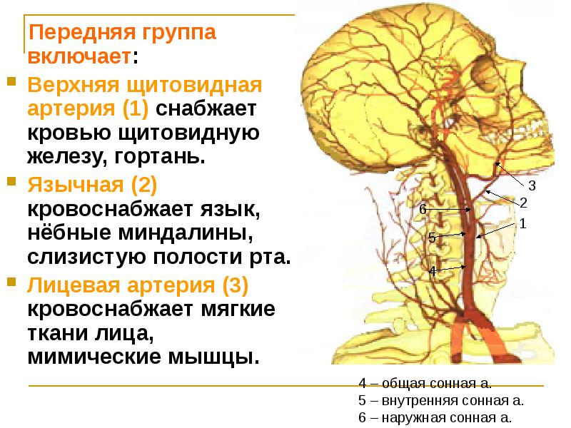 Включи верхний. Наружная Сонная артерия кровоснабжает. Внутренняя Сонная артерия кровоснабжает. Внутренние сонные ветви артерии кровоснабжают. Внутренняя Сонная артерия кровоснабжает органы.