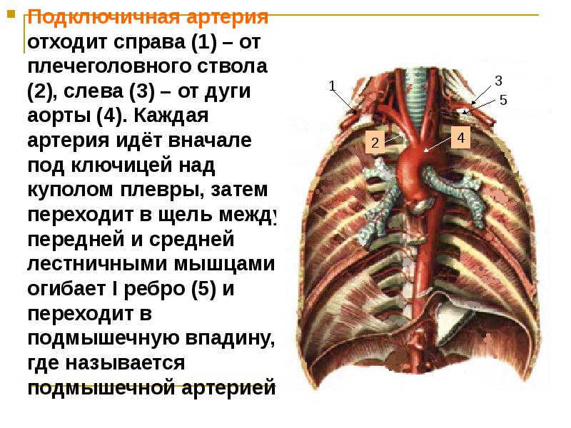 Ход подключичной артерии