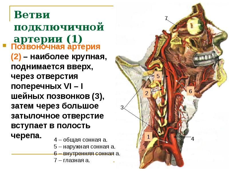 Подключичная сонная артерия. Подключичная артерия кровоснабжает. Топография подключичной артерии. Позвоночная артерия ветвь артерии. Ветви подключичной артерии позвоночная.