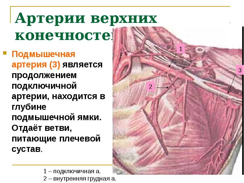 Артерия презентация