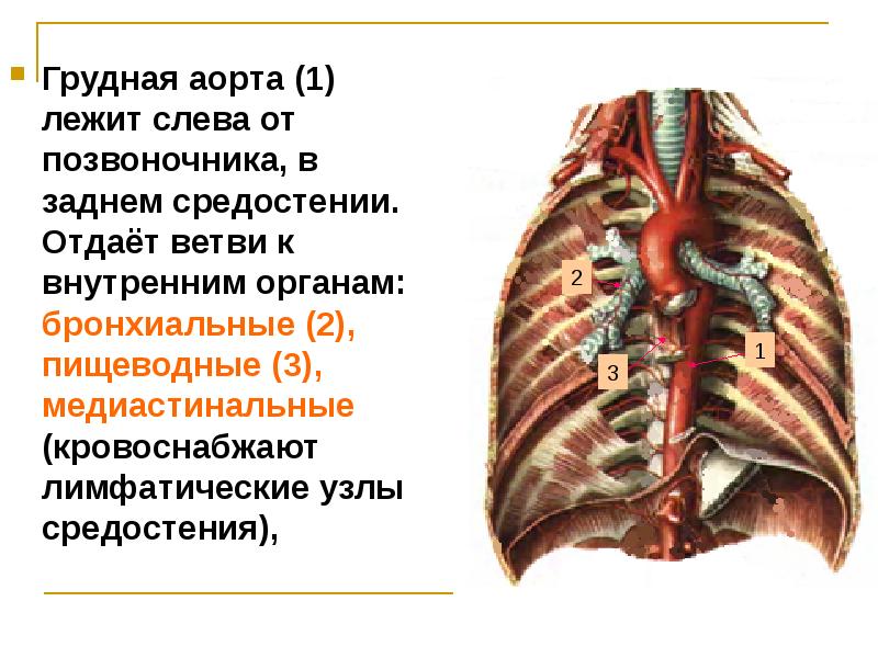 Грудная часть аорты схема