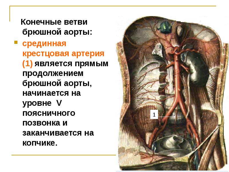 Брюшная аорта и ее ветви