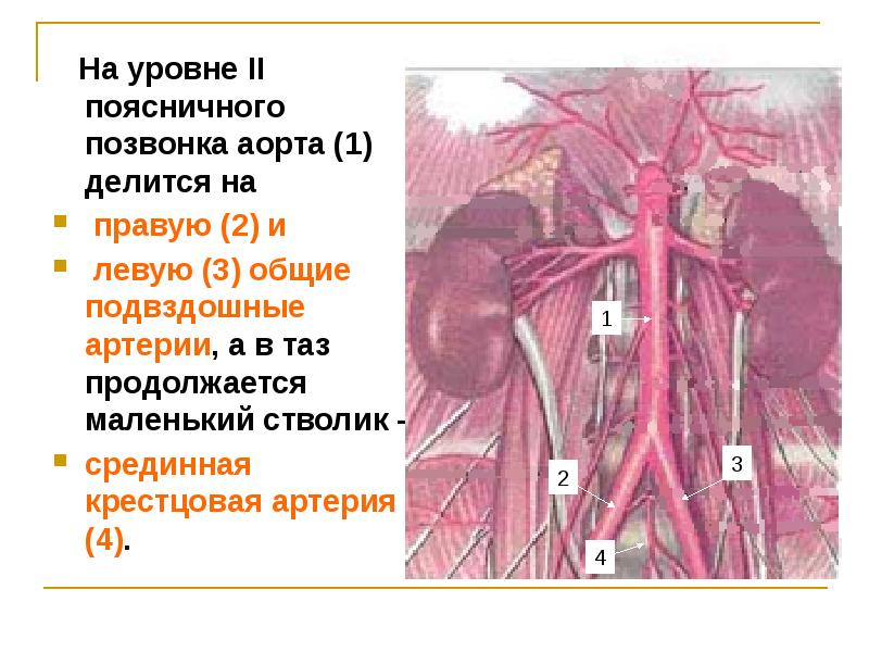 Дуги аорты позвоночных