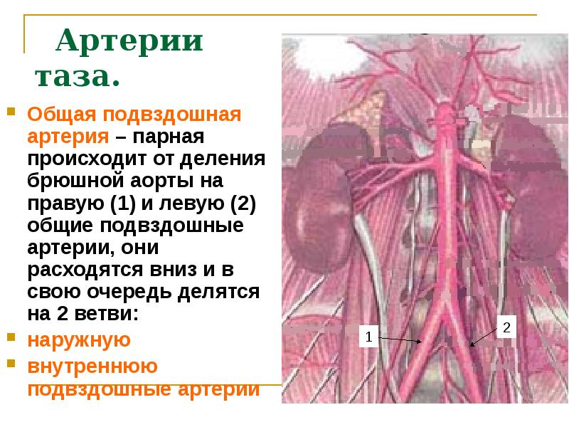 Артерия презентация