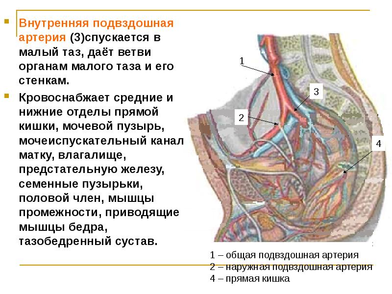 Ветви внутренней подвздошной артерии схема