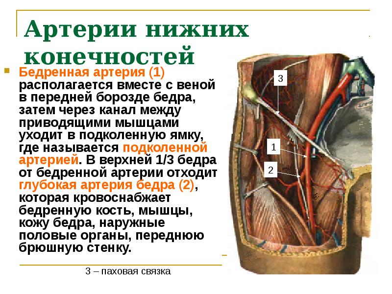 Проекционная линия бедренной артерии