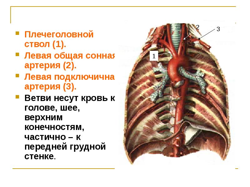 Артерия презентация