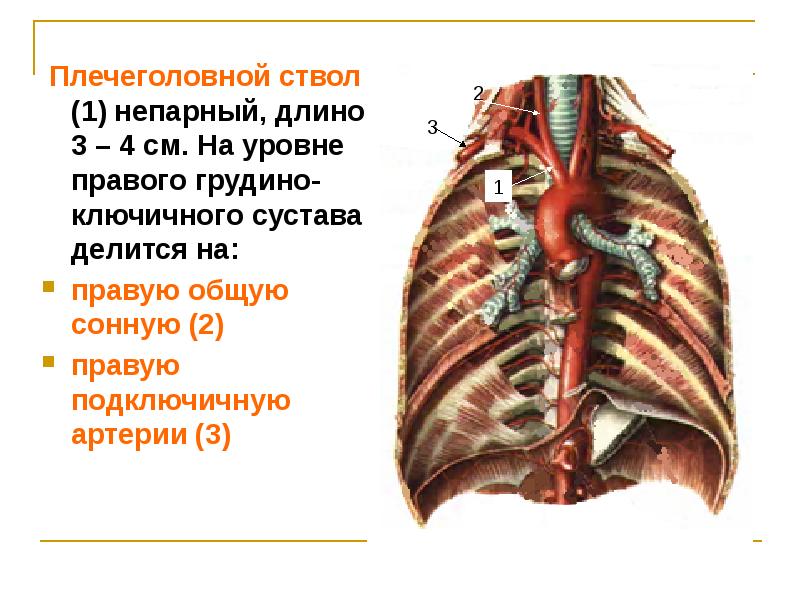 Непарная вена. Плечеголовная непарная Вена. Какая артерия отходит от плечеголовного ствола. Плечеголовной ствол отходит. Плечеголовной ствол животных.