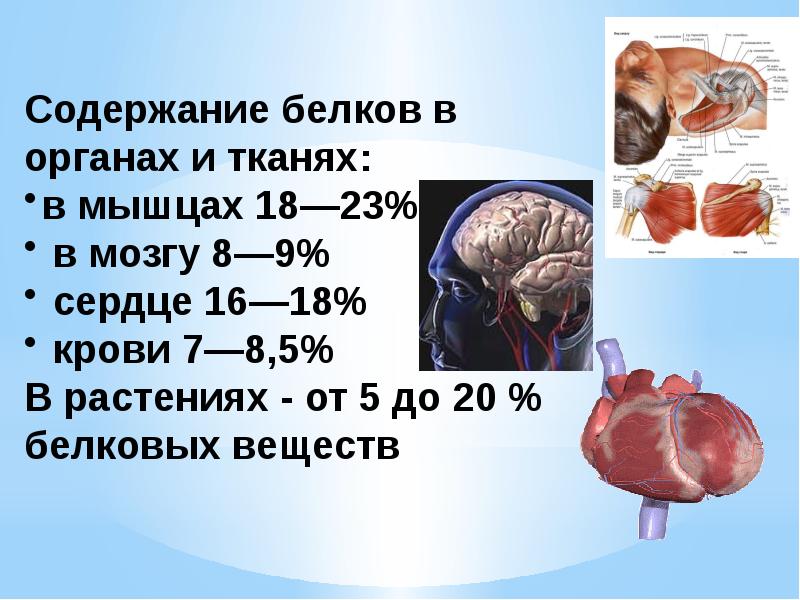 Мышечная ткань белки