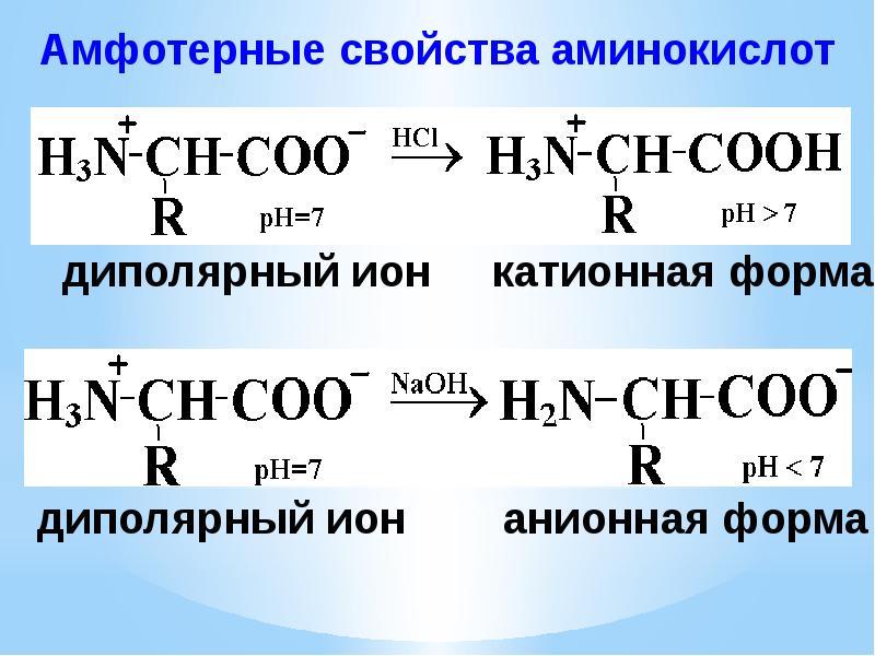 Аминокислоты белки презентация 10 класс базовый уровень