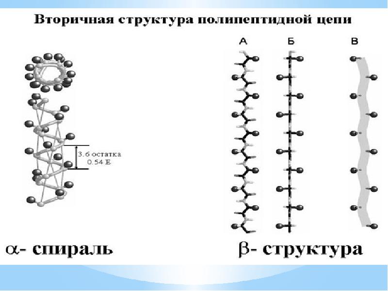 Презентация аминокислоты белки 9 класс габриелян