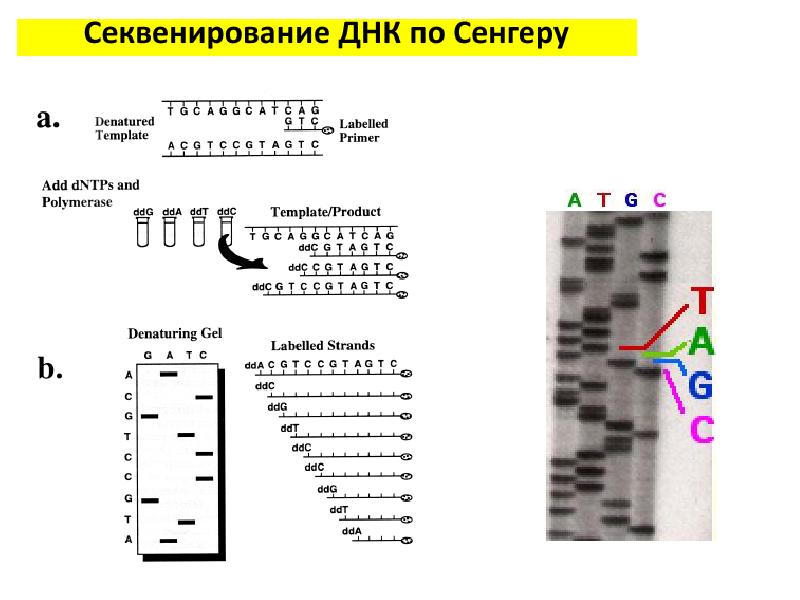 Секвенирования по сэнгеру. Секвенирование ДНК метод Сэнгера. Секвенирование по Сэнгеру схема. Метод обрыва цепи секвенирование по Сэнгеру. Секвенирование белков по Сэнгеру.