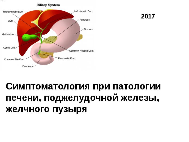 Схема лечения желчного пузыря и поджелудочной железы