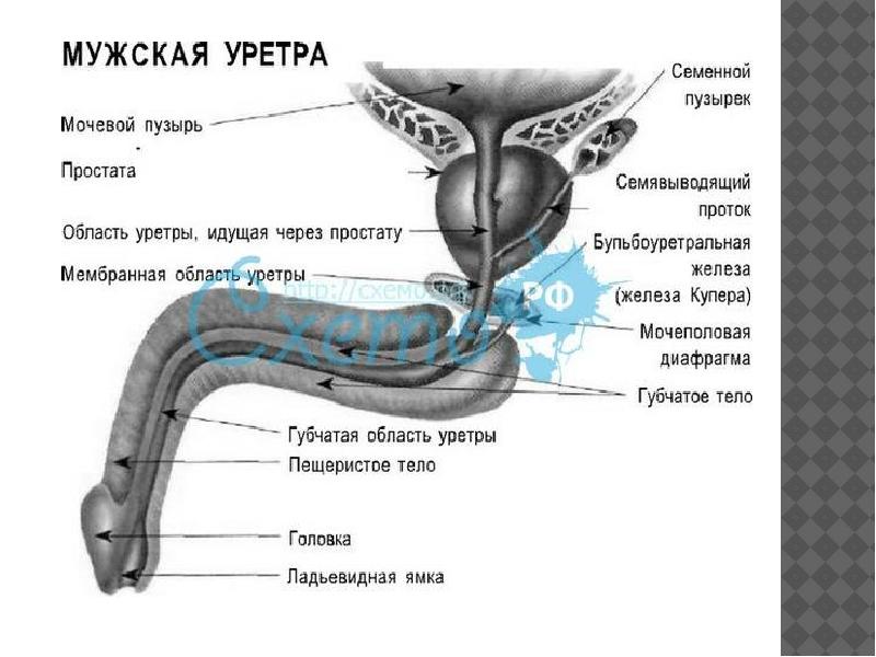 Уретра это у мужчин где находится картинка