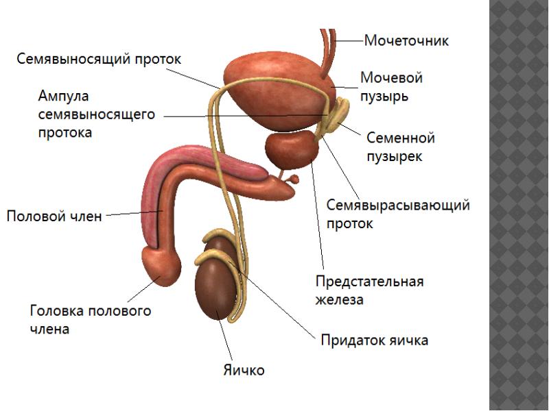 Схема половой системы мужчины