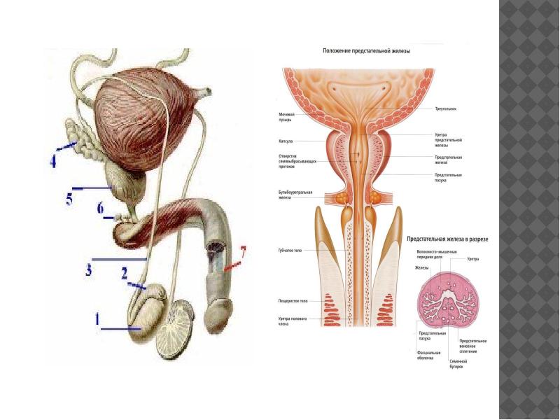 Строение мочеполовой системы у мужчин схема фото и описание