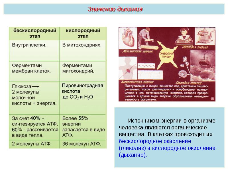 Дыхательная система презентация пименов