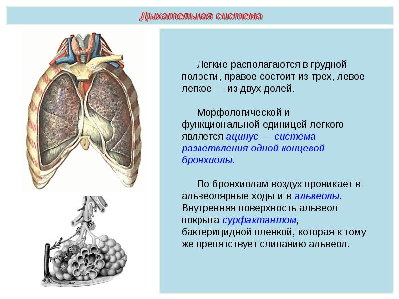 Дыхательная система презентация пименов