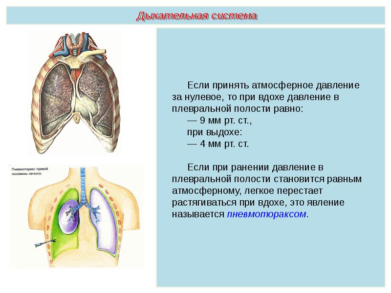 Дыхательная система презентация пименов