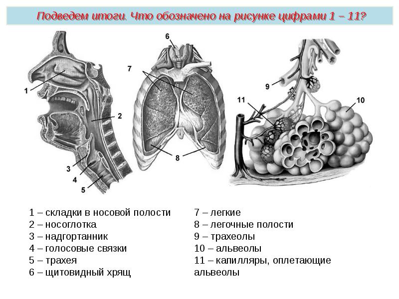 Дыхательная система презентация пименов