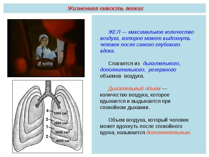 Дыхательная система презентация пименов