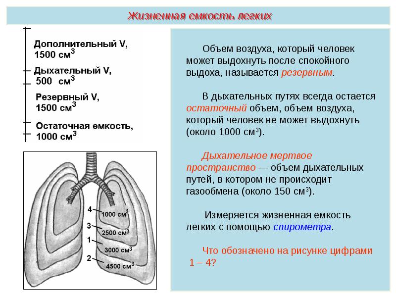 Словесная схема механизма дыхания