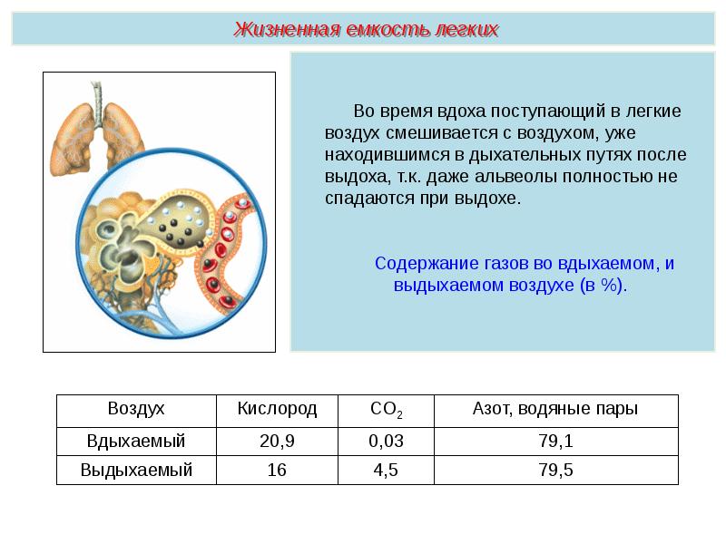 Презентация дыхательная система егэ биология