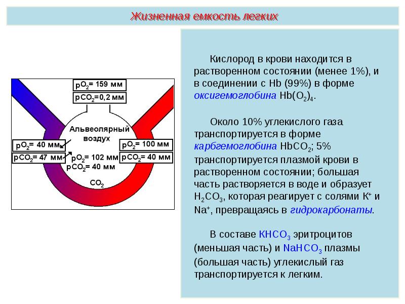 Дыхательная система презентация пименов