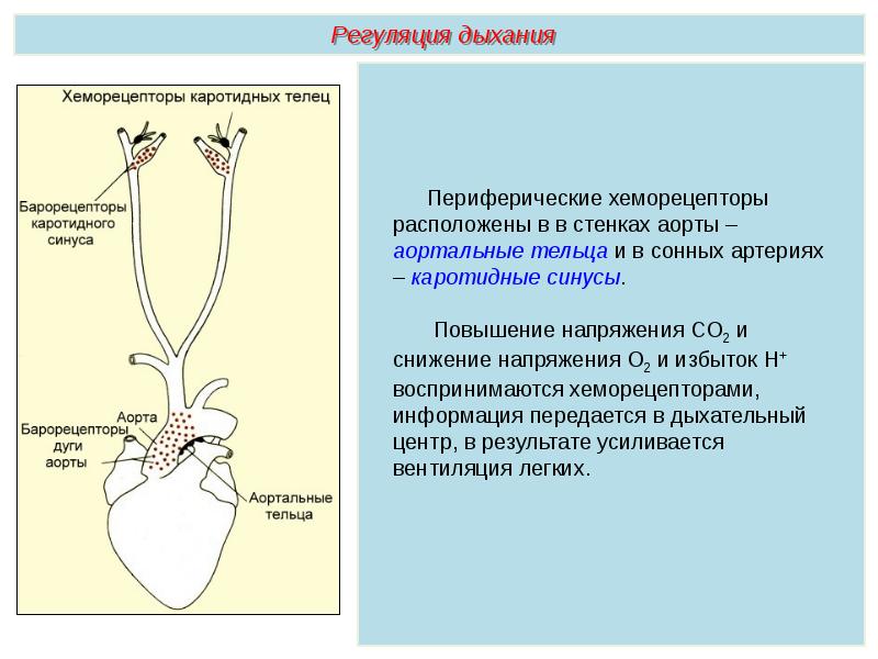 Презентация дыхательная система егэ биология