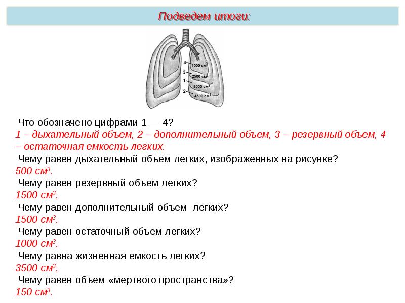 Дыхательная система презентация пименов