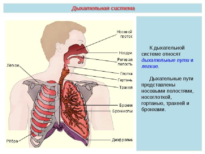 Носоглотка бронхи гортань носовая полость легкие трахея. Организм человека дыхательная система. Строение системы дыхания. Дыхательная система органов структура. Дыхательная система легкие.