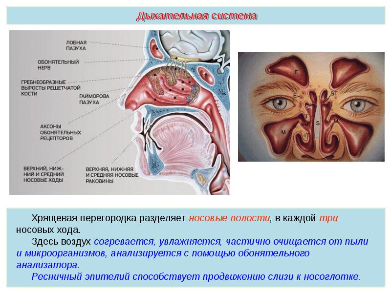 Полость носа анатомия презентация